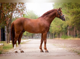 Hanoverian, Stallion, 19 years, 16.2 hh, Chestnut-Red