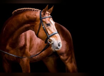 Hanoverian, Stallion, 10 years, 17 hh, Chestnut-Red