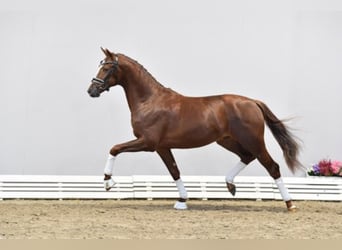 Hanoverian, Stallion, 6 years, 16.2 hh, Chestnut-Red