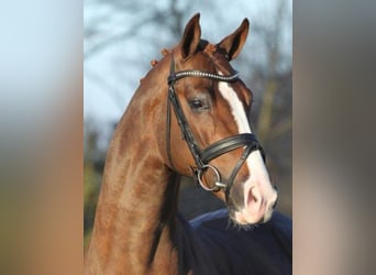 Hanoverian, Stallion, 15 years, 16.1 hh, Chestnut-Red