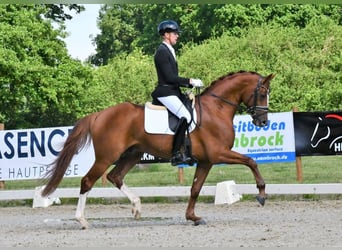 Hanoverian, Stallion, 6 years, 17 hh, Chestnut-Red