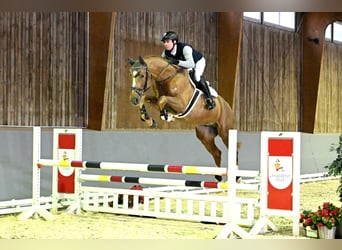 Hanoverian, Stallion, 4 years, 16,2 hh, Chestnut-Red