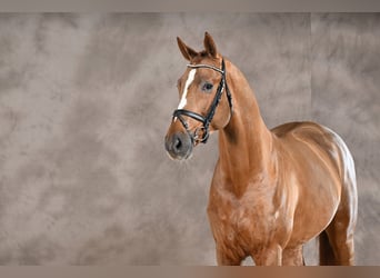 Hanoverian, Stallion, 4 years, 16,2 hh, Chestnut-Red