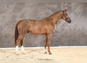 Hanoverian, Stallion, 4 years, 16,2 hh, Chestnut-Red