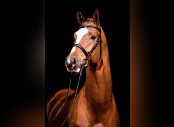 Hanoverian, Stallion, 11 years, 17.1 hh, Chestnut-Red