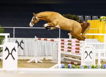 Hanoverian, Stallion, 3 years, 16 hh, Chestnut-Red