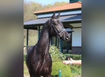 Hanoverian, Stallion, 13 years