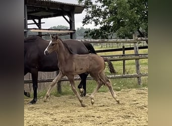 Hanoverian, Stallion, Foal (05/2025), 10 hh, Black