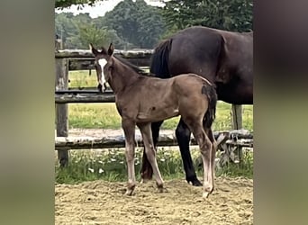 Hanoverian, Stallion, Foal (05/2025), 10 hh, Black