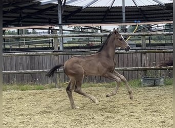 Hanoverian, Stallion, Foal (05/2025), 10 hh, Black