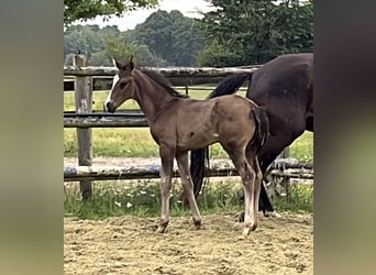 Hanoverian, Stallion, Foal (05/2025), 10 hh, Black