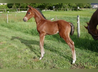 Hanoverian, Stallion, Foal (05/2025), 11,2 hh, Brown