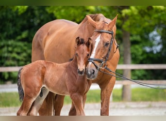 Hanoverian, Stallion, Foal (05/2025), 11,2 hh, Brown