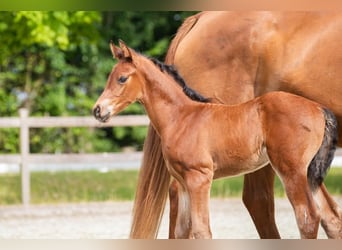 Hanoverian, Stallion, Foal (05/2025), 11,2 hh, Brown