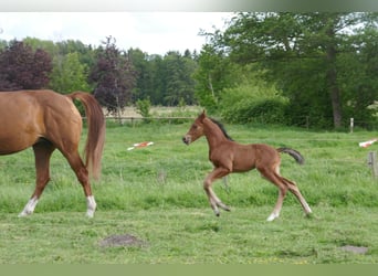 Hanoverian, Stallion, Foal (05/2025), 11,2 hh, Brown