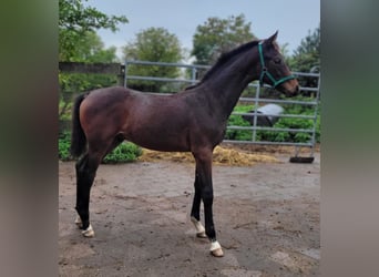 Hanoverian, Stallion, Foal (05/2023), 15.3 hh, Bay-Dark