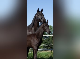 Hanoverian, Stallion, Foal (05/2026), 16.1 hh, Black
