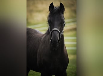 Hanoverian, Stallion, Foal (02/2025), 16.1 hh, Black Hanoverian, Stallion, Foal (02/2025), 16.1 hh, Black