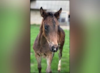 Hanoverian, Stallion, , 16.1 hh, Brown