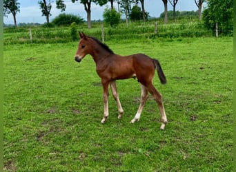 Hanoverian, Stallion, Foal (06/2026), 16.1 hh, Brown