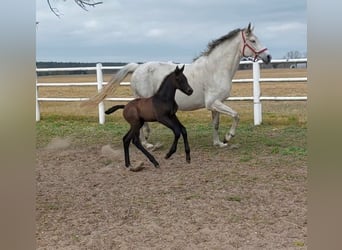 Hanoverian, Stallion, , 16.1 hh, Can be white