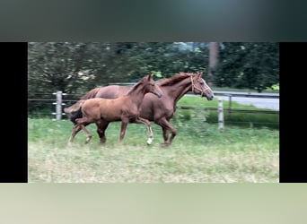 Hanoverian, Stallion, Foal (03/2024), 16.1 hh, Chestnut