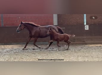 Hanoverian, Stallion, Foal (03/2024), 16.1 hh, Chestnut