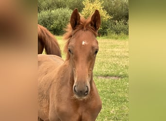 Hanoverian, Stallion, Foal (03/2024), 16.1 hh, Chestnut