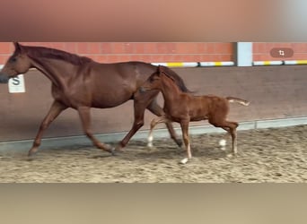 Hanoverian, Stallion, Foal (03/2024), 16.1 hh, Chestnut