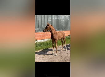 Hanoverian, Stallion, Foal (03/2024), 16.1 hh, Chestnut