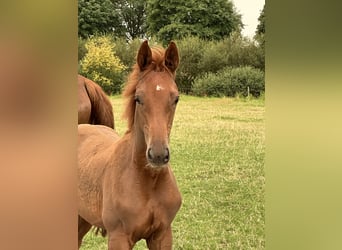 Hanoverian, Stallion, Foal (03/2024), 16.1 hh, Chestnut