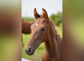 Hanoverian, Stallion, Foal (04/2024), 16,1 hh, Chestnut