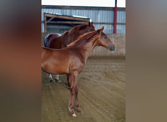 Hanoverian, Stallion, Foal (04/2024), 16,1 hh, Chestnut