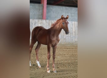 Hanoverian, Stallion, Foal (04/2024), 16,1 hh, Chestnut