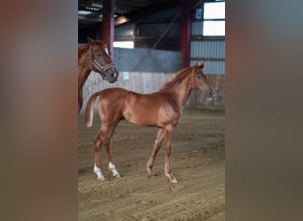 Hanoverian, Stallion, Foal (04/2024), 16,1 hh, Chestnut