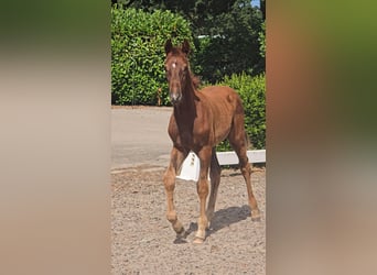 Hanoverian, Stallion, Foal (04/2026), 16.1 hh, Chestnut-Red