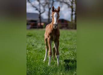 Hanoverian, Stallion, Foal (04/2024), 16.1 hh, Chestnut-Red