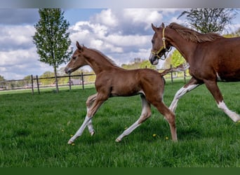 Hanoverian, Stallion, Foal (04/2024), 16.1 hh, Chestnut-Red