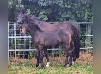 Hanoverian, Stallion, Foal (03/2026), 16.2 hh, Bay-Dark