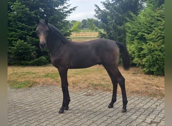 Hanoverian, Stallion, Foal (03/2026), 16.2 hh, Bay-Dark