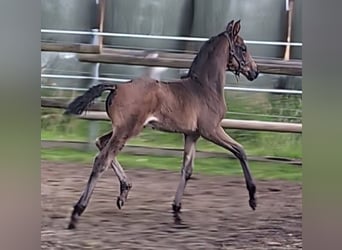 Hanoverian, Stallion, Foal (05/2024), 16,2 hh, Bay-Dark