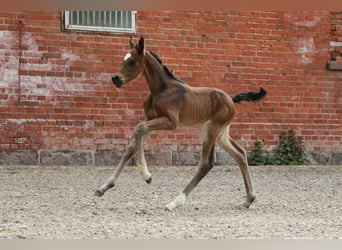 Hanoverian, Stallion, Foal (05/2024), 16.2 hh, Bay-Dark