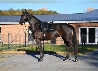 Hanoverian, Stallion, Foal (01/2024), 16.2 hh, Bay-Dark