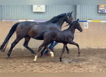 Hanoverian, Stallion, Foal (05/2026), 16.2 hh, Black