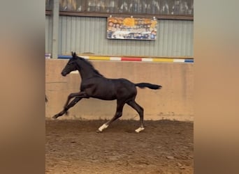 Hanoverian, Stallion, Foal (05/2026), 16.2 hh, Black