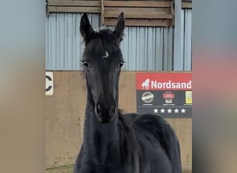 Hanoverian, Stallion, Foal (05/2026), 16.2 hh, Black