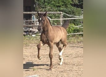Hanoverian, Stallion, Foal (05/2026), 16.2 hh, Black