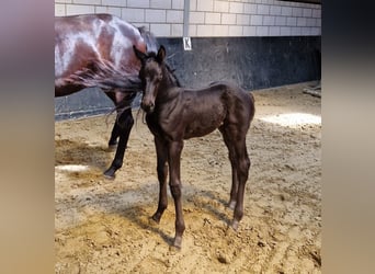 Hanoverian, Stallion, Foal (06/2023), 16.2 hh, Black