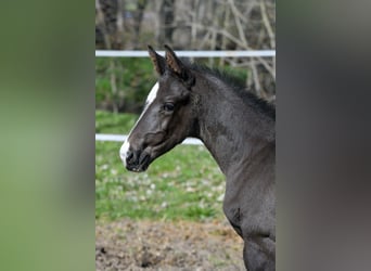 Hanoverian, Stallion, Foal (03/2026), 16.2 hh, Black