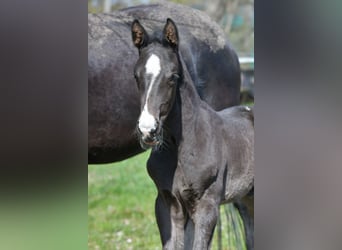 Hanoverian, Stallion, Foal (03/2026), 16.2 hh, Black